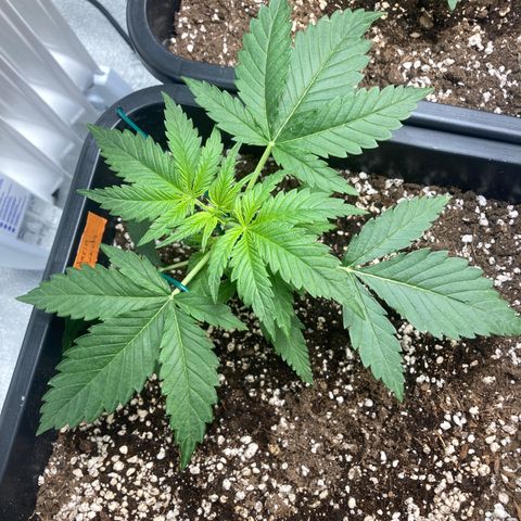 Mandarin Punch Automatic  growlog timeline photo