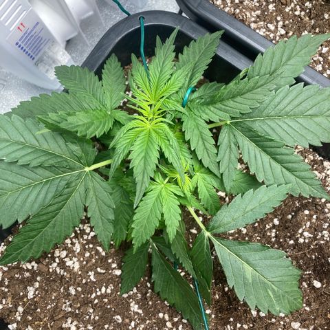 Mandarin Punch Automatic  growlog timeline photo