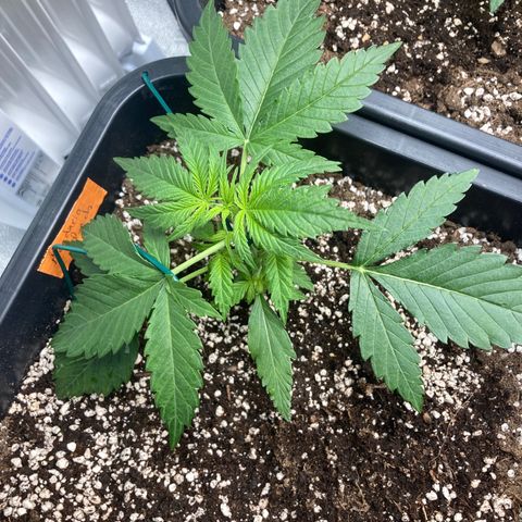 Mandarin Punch Automatic  growlog timeline photo