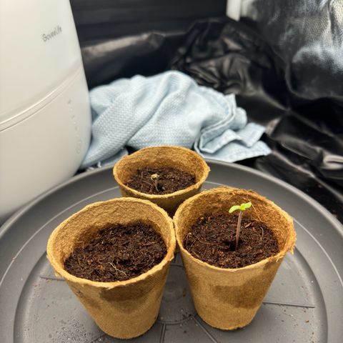 Sadie #1 growlog photo: Eine Pflanze hat die Schale noch nicht abgeworfen und eine Andere ist bereits ein kleines Stück gewachsen. Die dritte Pflanze ist noch nicht zu sehen. ca 20% Dimmung bei 32cm Abstand und immer konstante LF von 69-71%