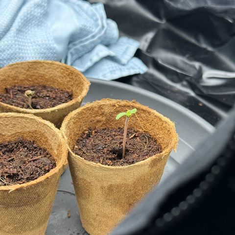 Sadie #1 growlog photo: Eine Pflanze hat die Schale noch nicht abgeworfen und eine Andere ist bereits ein kleines Stück gewachsen. Die dritte Pflanze ist noch nicht zu sehen. ca 20% Dimmung bei 32cm Abstand und immer konstante LF von 69-71%