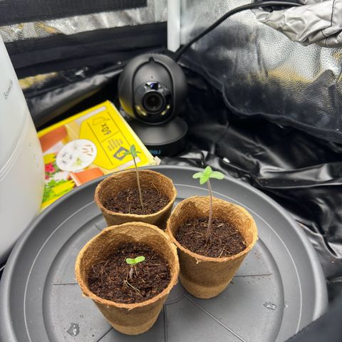 Sadie #1 growlog timeline photo