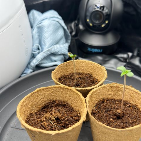 Sadie #1 growlog timeline photo