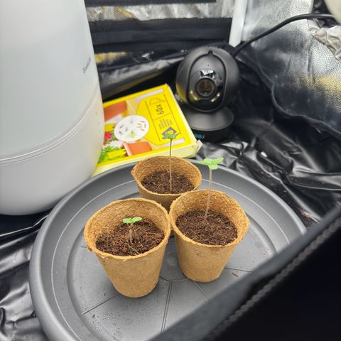 Sadie #1 growlog timeline photo