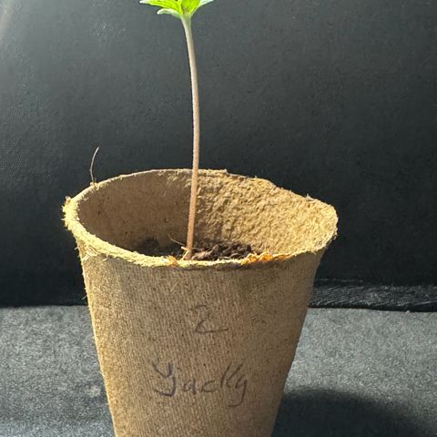 Jacky #2 growlog timeline photo