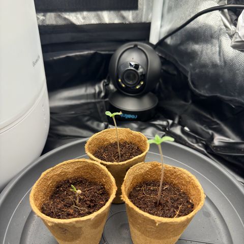 Sadie #1 growlog timeline photo