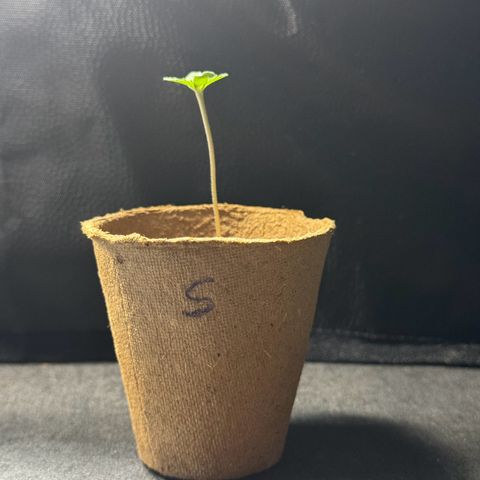 Sadie #1 growlog timeline photo
