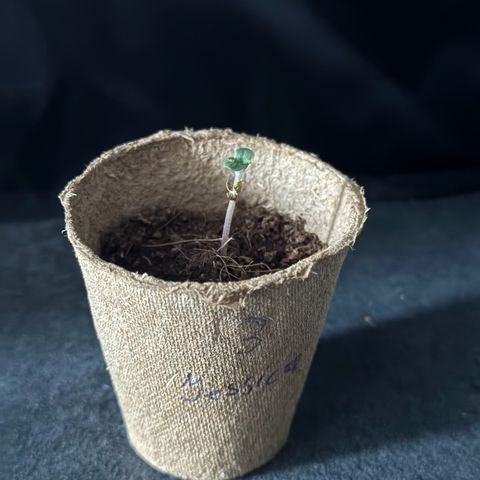 Jacky #2 growlog timeline photo