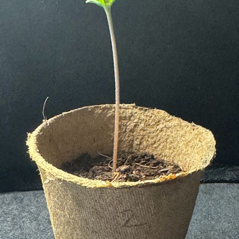 Jacky #2 growlog timeline photo