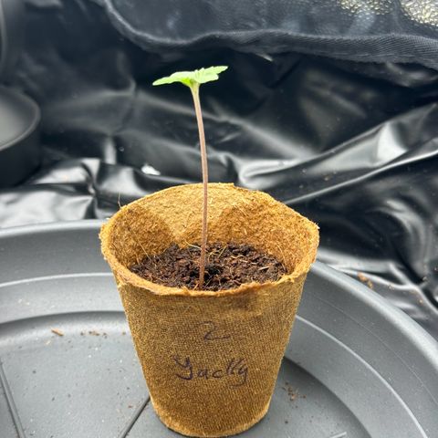 Jacky #2 growlog timeline photo