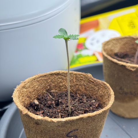 Sadie #1 growlog timeline photo