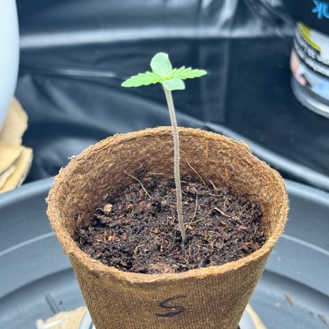 Sadie #1 growlog photo: Nach dem Gießen abends 