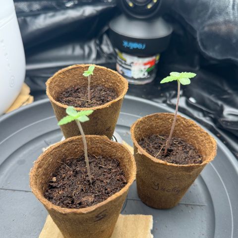 Jacky #2 growlog timeline photo
