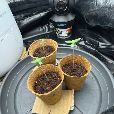 Jacky #2 growlog timeline photo