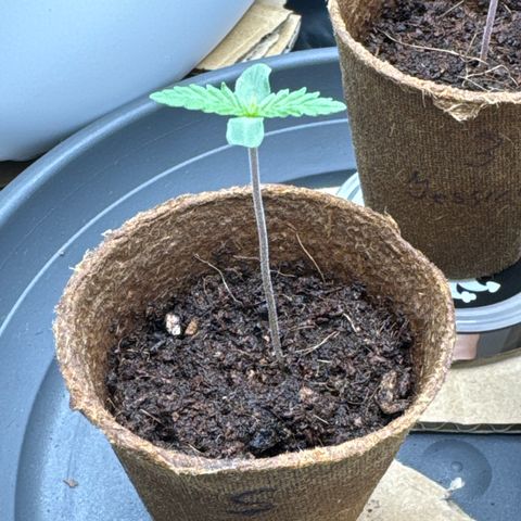 Sadie #1 growlog photo: Die Blätter fangen langsam an zu wachsen 