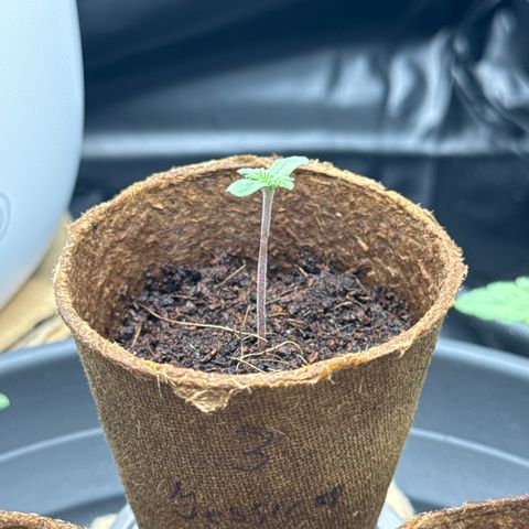 Jessy #3 growlog photo: Jessy fängt bisher nicht weiter an zu Spargeln wie die anderen beiden und fängt an das zweite Blattpaar zu bilden 