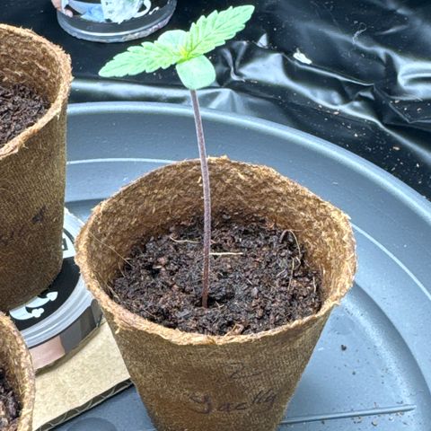 Jacky #2 growlog photo: Die Blätter sind heute wieder ein Stück weiter gewachsen 
