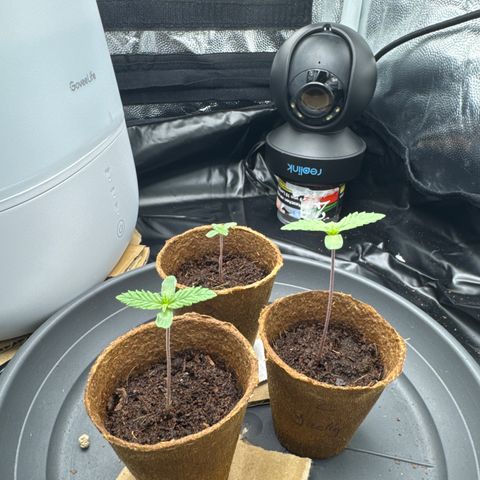 Jacky #2 growlog timeline photo