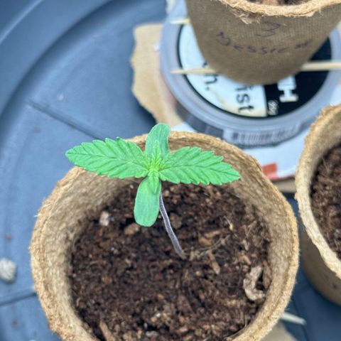 Sadie #1 growlog photo: Sadie ist weiterhin dabei, ihre ersten richtigen Blätter zu bilden. 