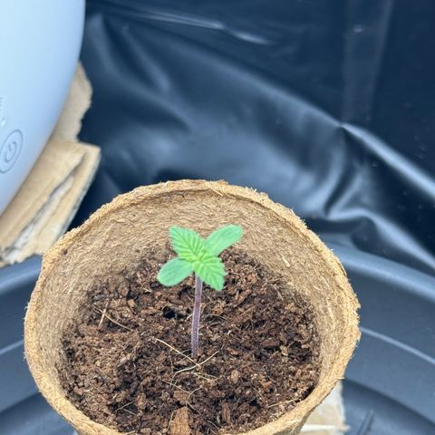 Jessy #3 growlog photo: Jessy‘s Blätter fangen nun auch an zu wachsen und sie hat einen leicht dickeren Stamm bekommen.