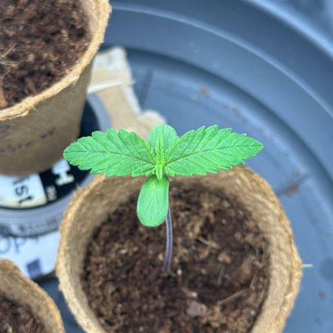 Jacky #2 growlog photo: Die ersten Blätter wachsen schön weiter und sehen gut aus