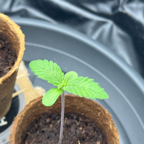 Jacky #2 growlog timeline photo