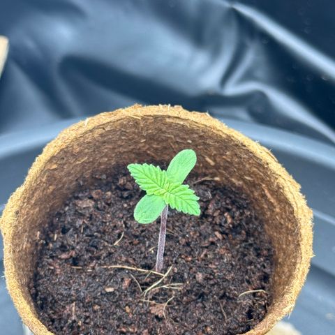Jessy #3 growlog timeline photo