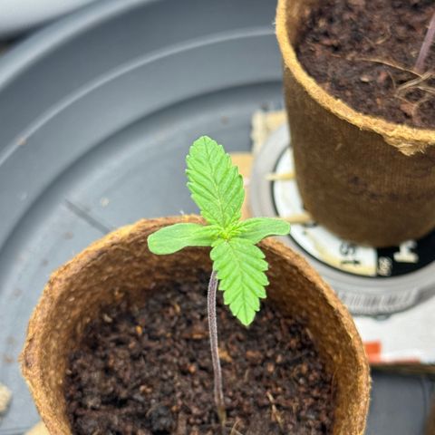 Sadie #1 growlog timeline photo