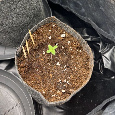 Jessy #3 growlog timeline photo