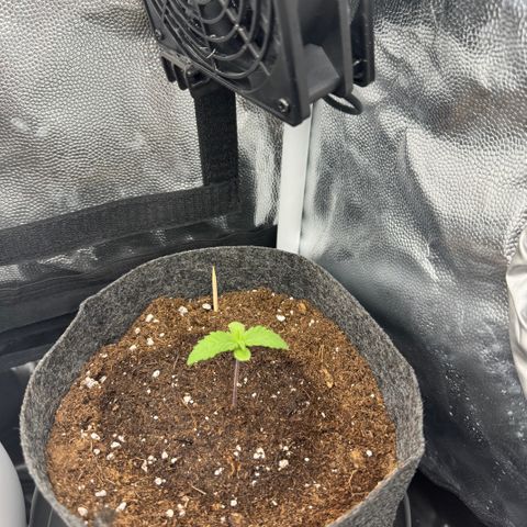 Jacky #2 growlog photo: Nach dem Umtopfen