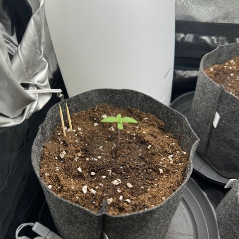 Sadie #1 growlog timeline photo