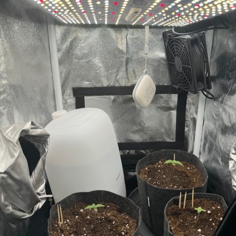Jacky #2 growlog timeline photo