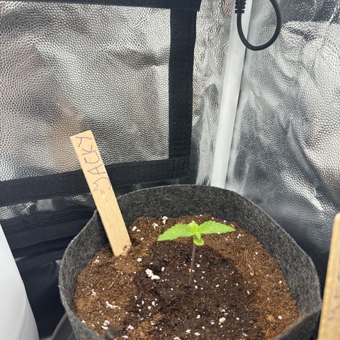 Jacky #2 growlog timeline photo