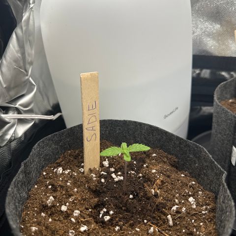 Sadie #1 growlog timeline photo