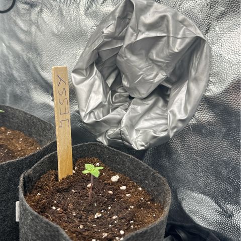 Jessy #3 growlog timeline photo