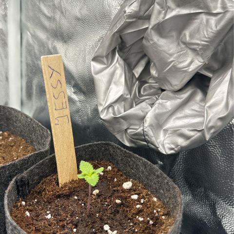 Jessy #3 growlog timeline photo