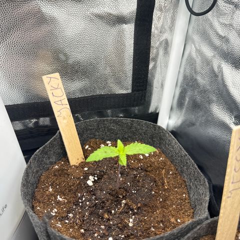 Jacky #2 growlog timeline photo
