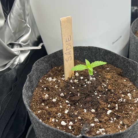 Sadie #1 growlog timeline photo
