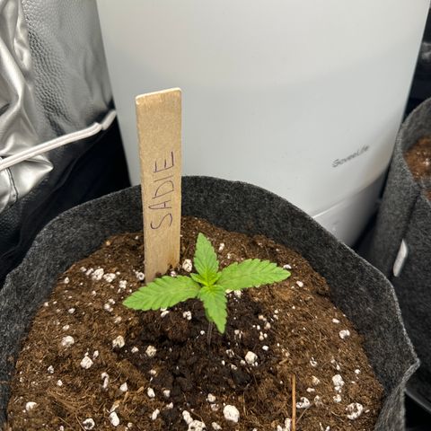 Sadie #1 growlog timeline photo