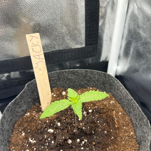 Jacky #2 growlog timeline photo