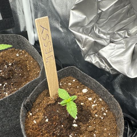 Jessy #3 growlog timeline photo