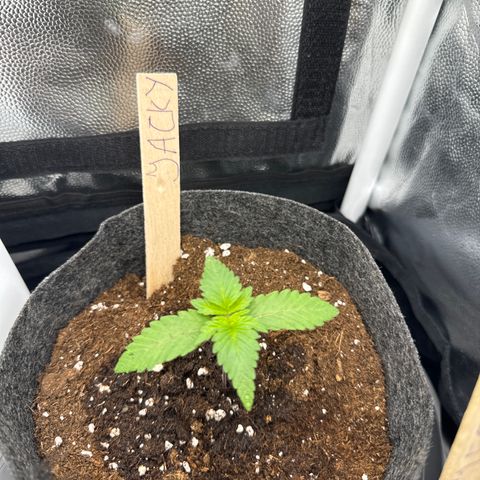 Jacky #2 growlog timeline photo