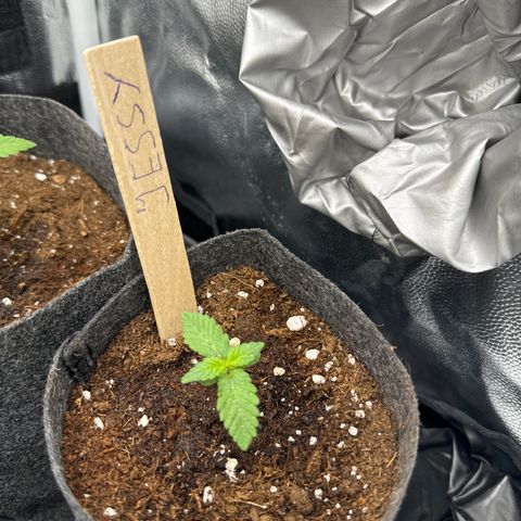 Jessy #3 growlog timeline photo