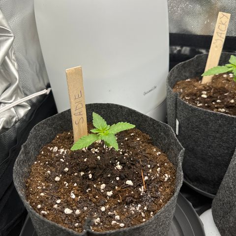 Sadie #1 growlog timeline photo