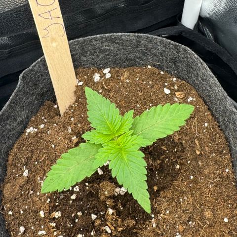 Jacky #2 growlog timeline photo