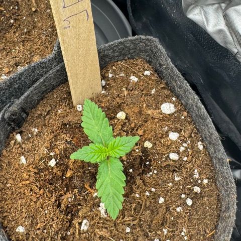 Jessy #3 growlog timeline photo