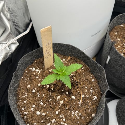 Sadie #1 growlog timeline photo