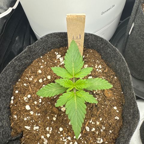 Sadie #1 growlog timeline photo