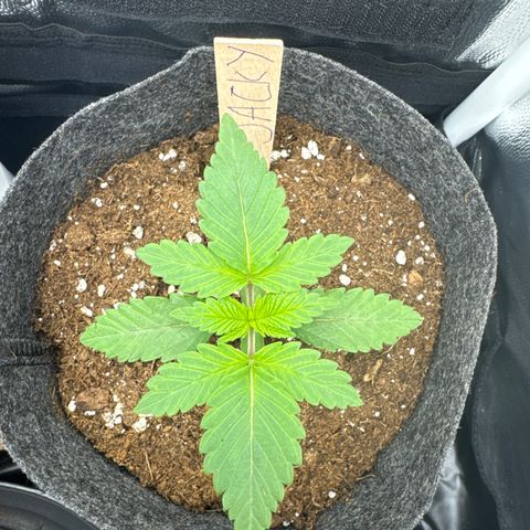 Jacky #2 growlog timeline photo