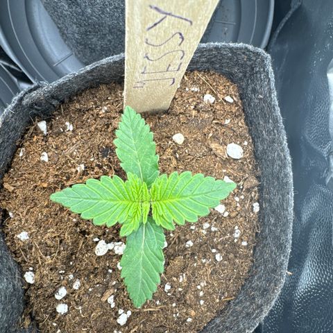 Sadie #1 growlog timeline photo